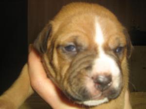 Boxermixpuppiesforsale